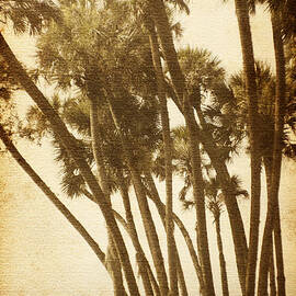 Palm Trees Along The River by Skip Nall