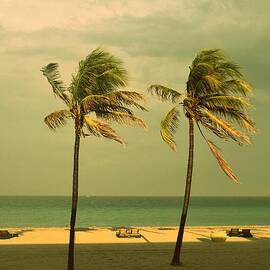 Palm Trees at Hallendale Beach by Patricia Awapara