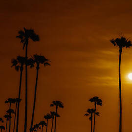 Palms Silhouettes at Sunset 