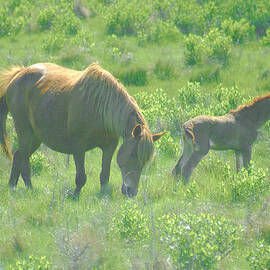 Palomino Dream