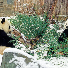 Panda Bears in Snow by Chris Scroggins