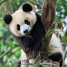 Panda Cub Resting On Tree by Feng Wei Photography