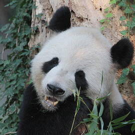 Panda eating by Dwight Cook