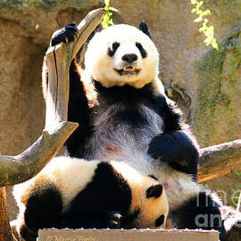 San Diego Zoo Panda Mom and Baby by Tap On Photo