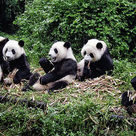 Pandas in China by Joan Carroll