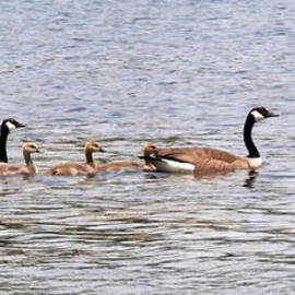Panoramic Goose Family Swim by Joseph Baril