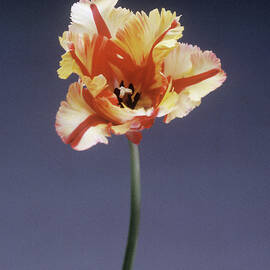 Parrot Tulip (tulipa Sp.) by Science Photo Library