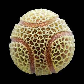 Passion Flower Pollen by Power And Syred / Science Photo Library