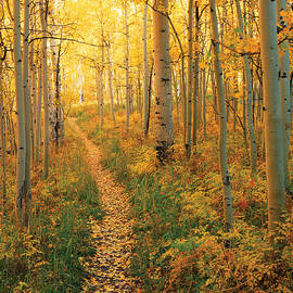 Path Through Aspens by James Steinberg