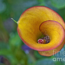 Orange-Peach Calla Lily by David Zanzinger