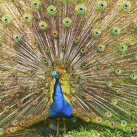 Peacock by Scott Hansen