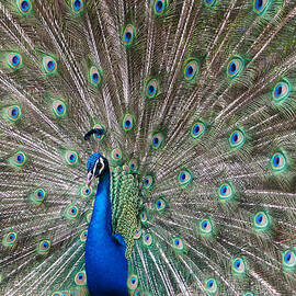 Peacock tail gorgeous feathers