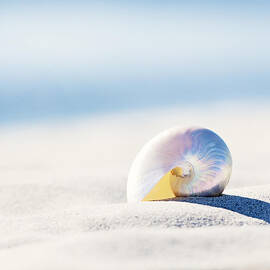 Pearl Nautilus - Calming Beach Photography by Carolyn Cochrane