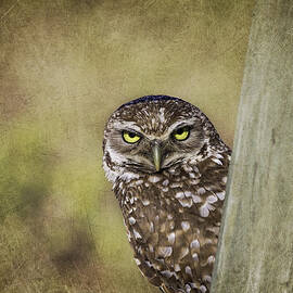 Peek A Boo - Burrowing Owl