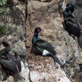 Pelagic Cormorant Colony Nesting by Kathleen Bishop