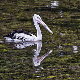 Pelican - Australia by Steven Ralser
