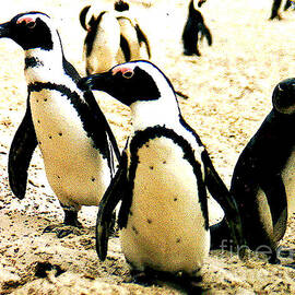 Penguins South Africa by Jerome Stumphauzer