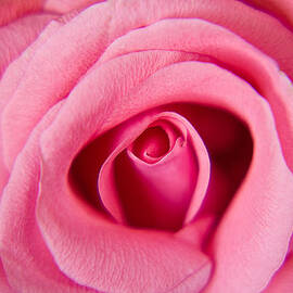 Perfect Pink Rose
