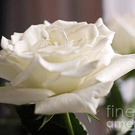 Perfect White Rose by Connie Fox