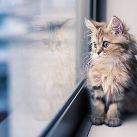 Persian Kitten And Reflection By Window by Benjamin Torode