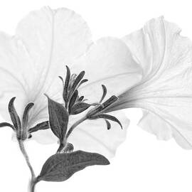 White Petunia Flowers Monochrome by Jennie Marie Schell
