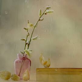 Physalis by Delphine Devos