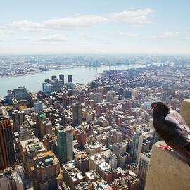 Pigeon Looking At View Of Manhattan by Tim Robberts