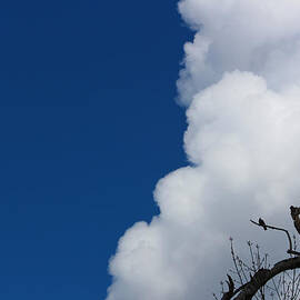 Pigeons Follow Clouds