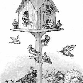 Pigeons Used By Charles Darwin by Science Photo Library