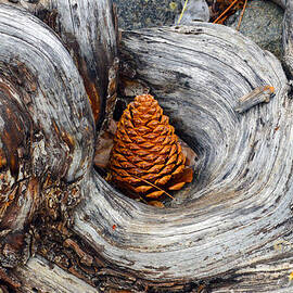 Pine Cone in a Knot  by Brent Dolliver