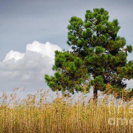 Pine Tree by Carlos Caetano