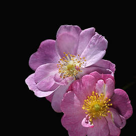 Pink Bush Roses  by Joy Watson