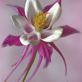 Pink Columbine