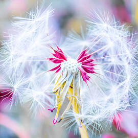 Magic in Pink by Parker Cunningham