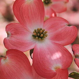Pink Dogwood At Easter 2 by Reid Callaway
