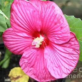 Pink Hibiscus