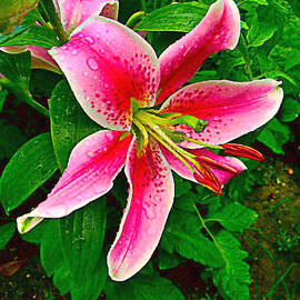 Pink Lily 1