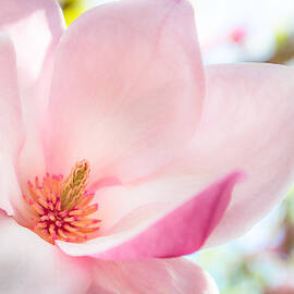 Pink Magnolia by Denise Bird