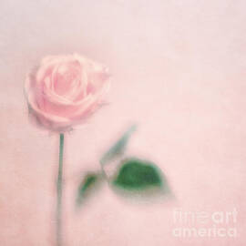 pink moments II by Priska Wettstein