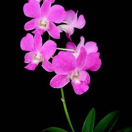 Pink Orchids 9 by Mary Deal