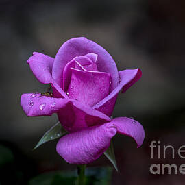 Pink Passion by Michael Waters