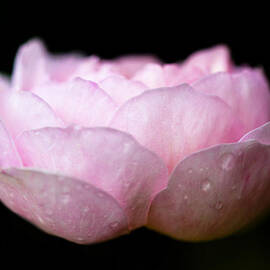 Pink Rose by Steven Poulton