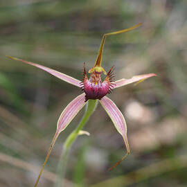 Pink Spider Orchid by Michaela Perryman