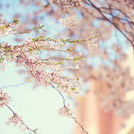 Pink Touch of Softness. Pink Spring in Amsterdam by Jenny Rainbow