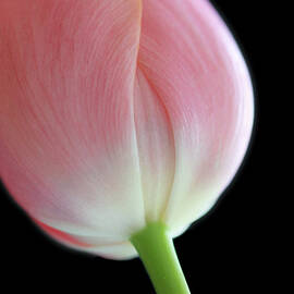 Pink  Tulip Flower Macro by Jennie Marie Schell