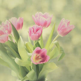 Pink Tulips by Kim Hojnacki