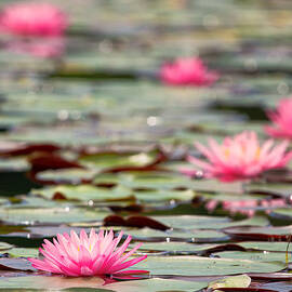 Pink Water Lilies Bellamy Reservoir  by Jeff Sinon