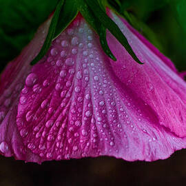 Pink with raindrops