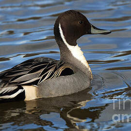 Pintail Drake 1 by Bob Christopher