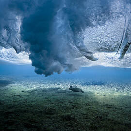 Turtle Turbulence by Sean Davey